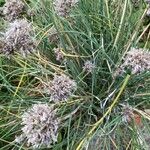 Allium schoenoprasum Leaf