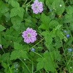 Geranium versicolor 叶