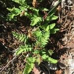 Woodsia ilvensis 葉