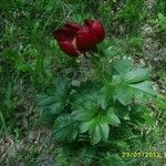 Paeonia peregrina Квітка