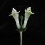 Scutellaria grossa Habit