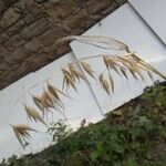 Avena sterilis Blatt