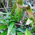 Asplenium scolopendrium Leht