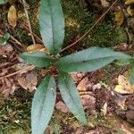 Erythroxylum laurifolium Leaf