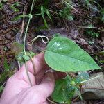 Passiflora retipetala Leaf