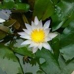 Nymphaea lotus Kwiat