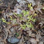 Vaccinium pallidum Fuelha