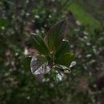 Cotoneaster acutifolius Leht