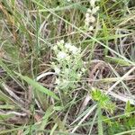 Thesium linophyllon Flower