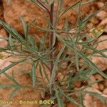 Reseda stricta Diğer