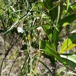 Secamone tenuifolia Flor