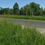 Sporobolus natalensis Habit