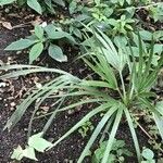 Copernicia alba Hoja