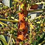 Dracaena draco Fruit