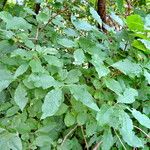 Syringa josikaea Leaf