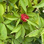 Sambucus racemosa Foglia