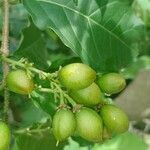 Bunchosia armeniaca Vrucht