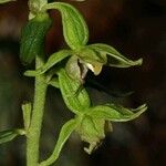 Epipactis leptochila Flor