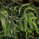 Acacia melanoxylon葉