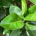 Erithalis odorifera Leaf