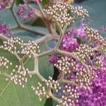 Callicarpa nudiflora Кветка