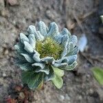 Filago pygmaea Květ