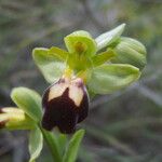 Ophrys lupercalis Mosusu