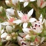 Sedum anglicum Blodyn