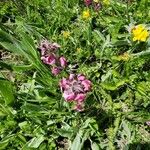 Pedicularis cenisia Flower