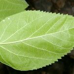 Morus celtidifolia Blatt