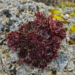 Sempervivum montanum Hábito