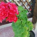 Pelargonium zonaleFloare