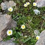 Ranunculus alpestris عادت