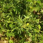 Senna obtusifolia Habitus