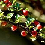 Cotoneaster horizontalis Blad