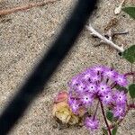 Abronia umbellata Flower