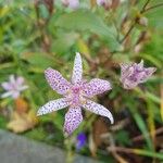 Tricyrtis hirtaFlors