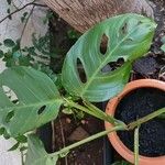 Monstera lechleriana Ліст