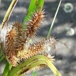 Carex pseudocyperus ഫലം