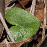 Acianthus halleanus Leaf