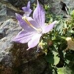 Campanula isophylla Fleur