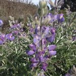 Lupinus chamissonis ᱛᱟᱦᱮᱸ