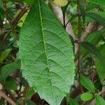 Rotheca myricoides पत्ता