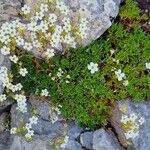 Saxifraga trifurcata Floare