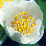 Philadelphus lewisii फूल