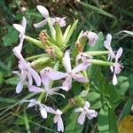 Saponaria officinalis 花