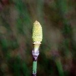 Equisetum × moorei Ďalší