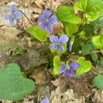 Viola sororia Flower