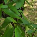 Malus angustifolia Leaf