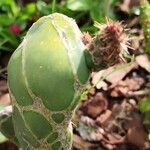 Opuntia dillenii Liść